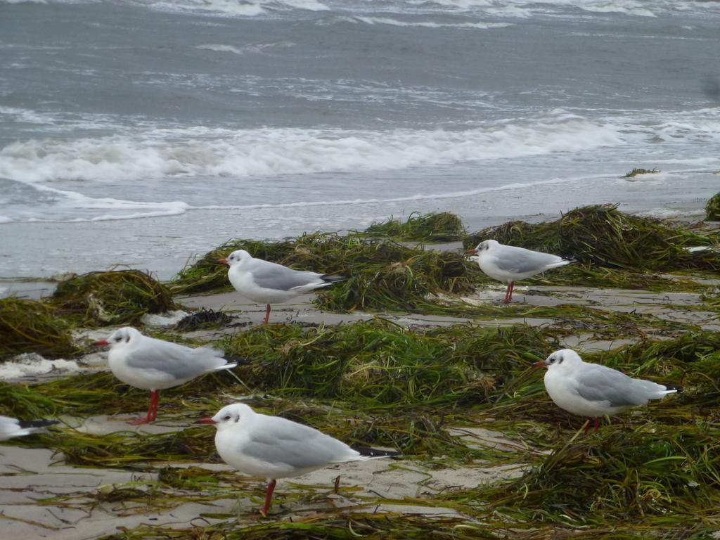 Strandlaeufer Zempin Rom bilde